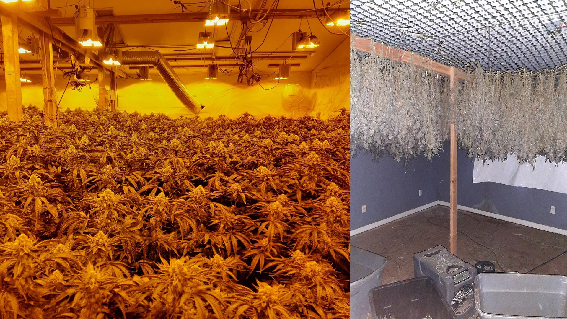 Cannabis growing and hanging to dry