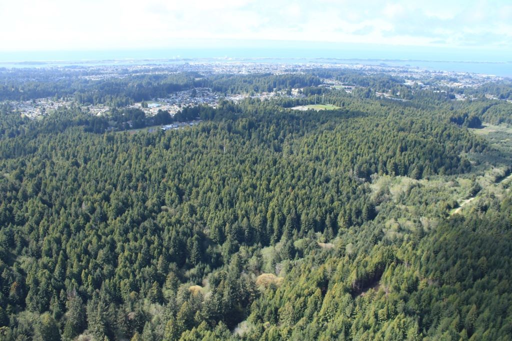 McKay Forest Aerial View