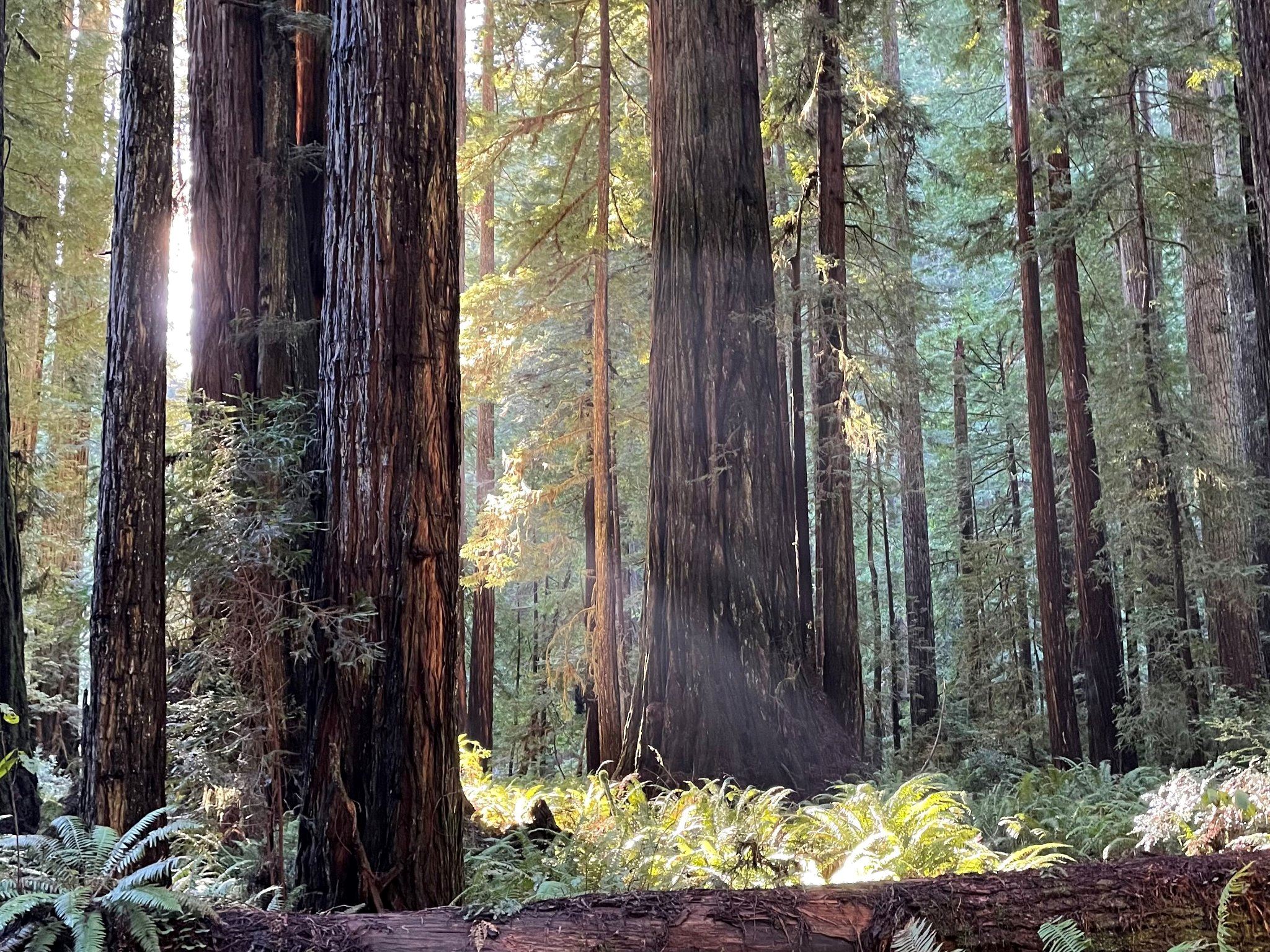 Prairie Creek Redwoods State Park by Molly Isaacson