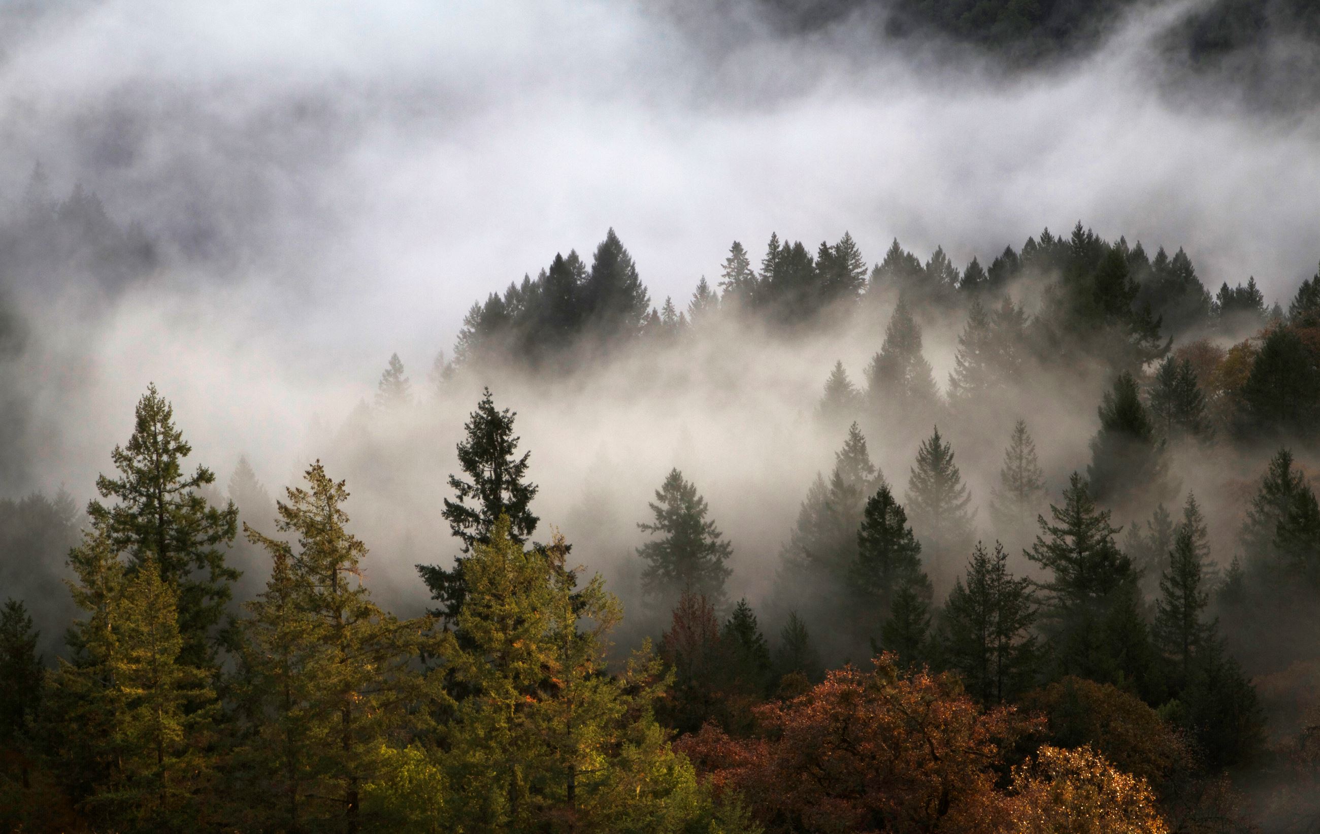 Foggy forest 