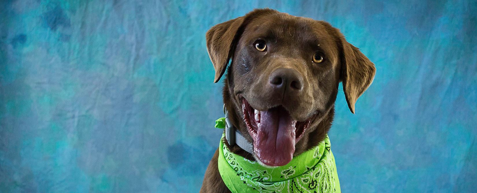 A dog at the animal shelter