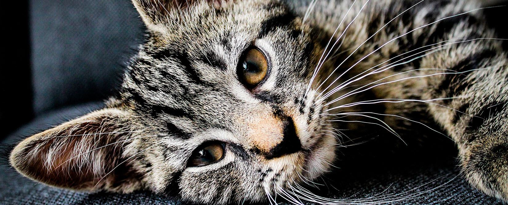 Photo of tan and black cat laying down