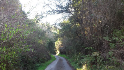 Vegetation creating a tunnel over roadway