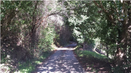 Dense vegetation on either side of road