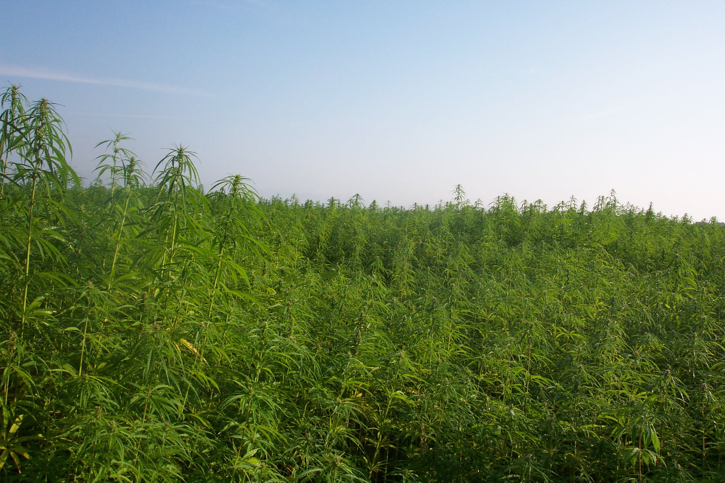 Industrial hemp farm