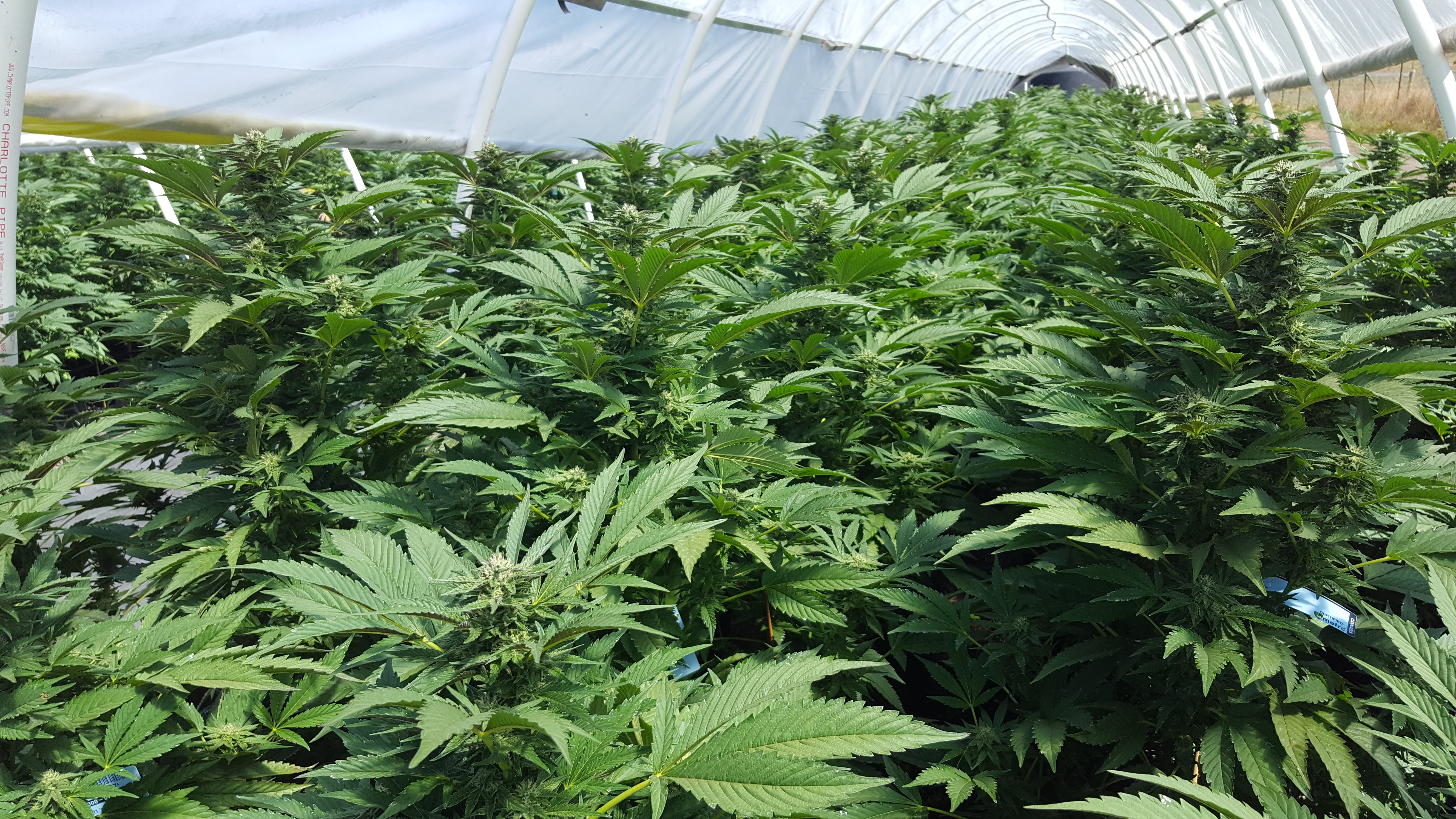 Rows of cannabis plants growing in a greenhouse