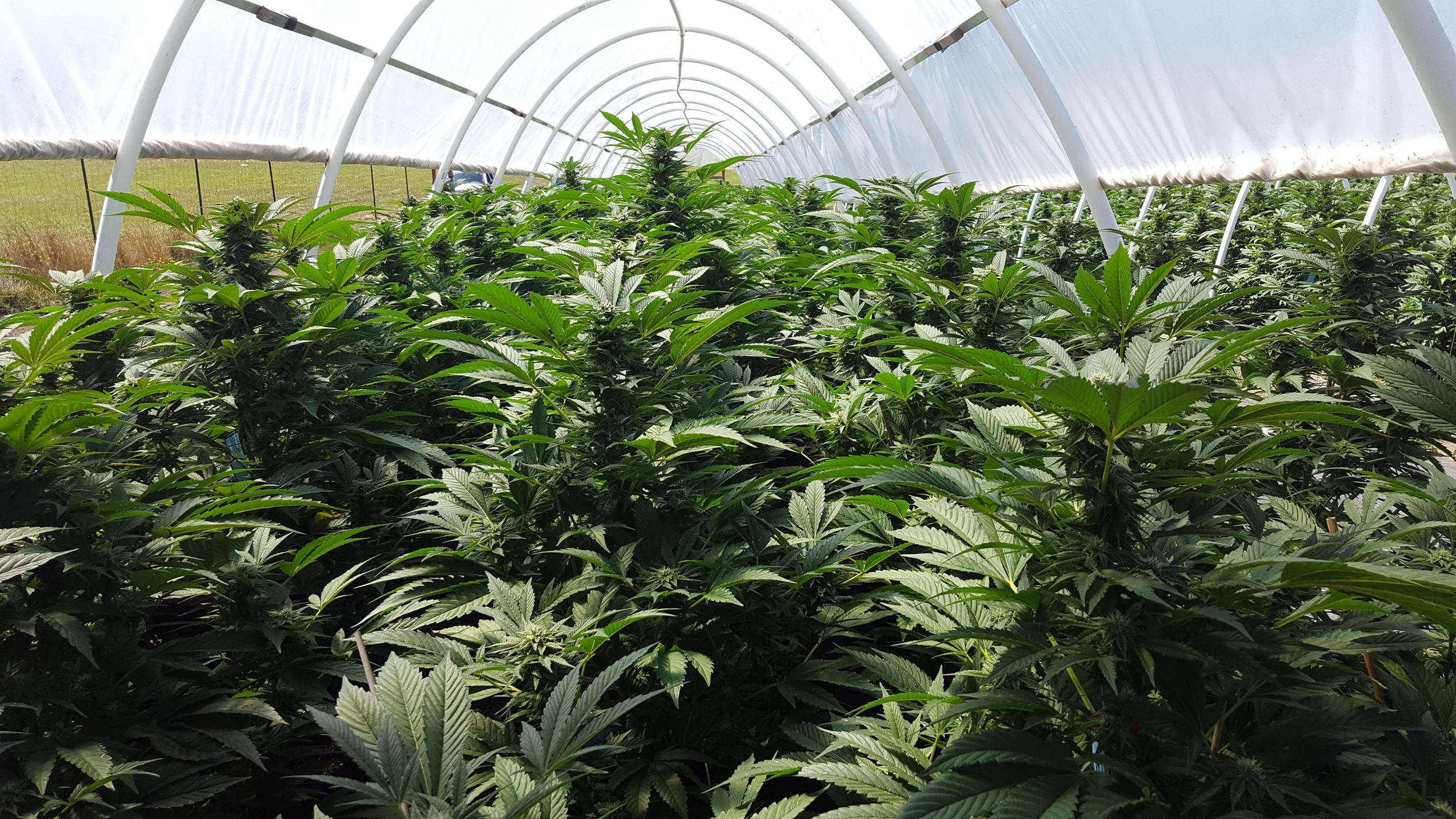 Cannabis farm in a greenhouse