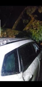 Vehicle vs Tree