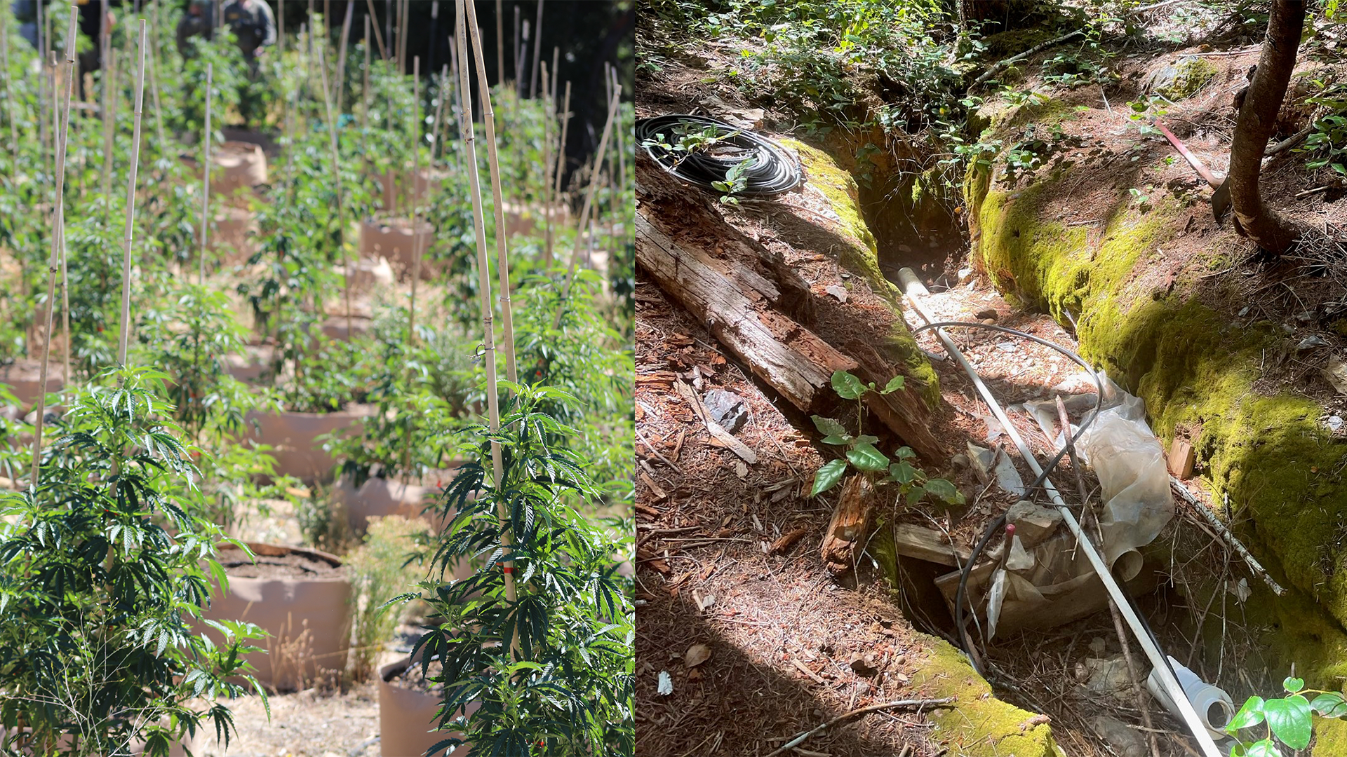 Cannabis plants and a water diversion