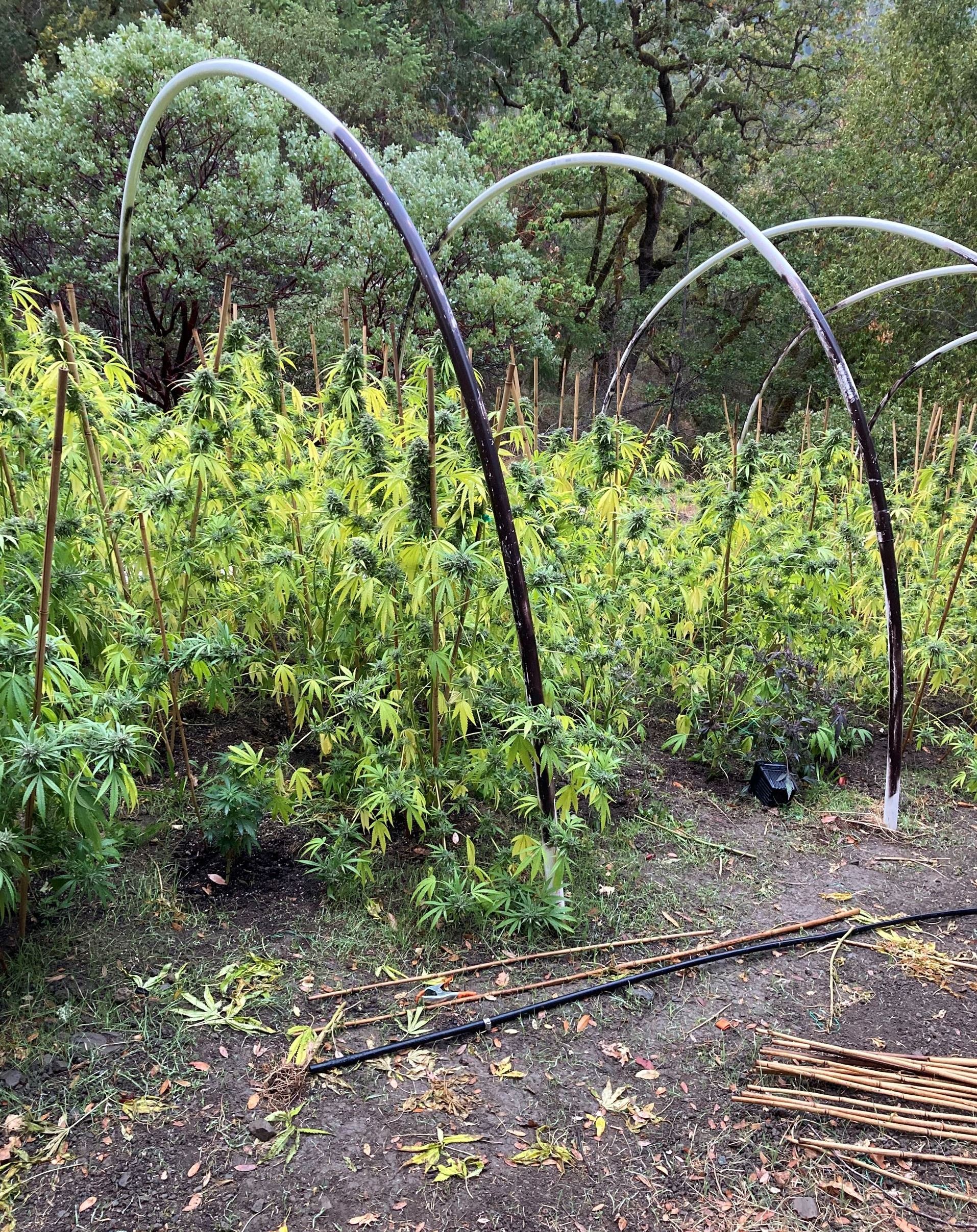 Growing Cannabis Plants