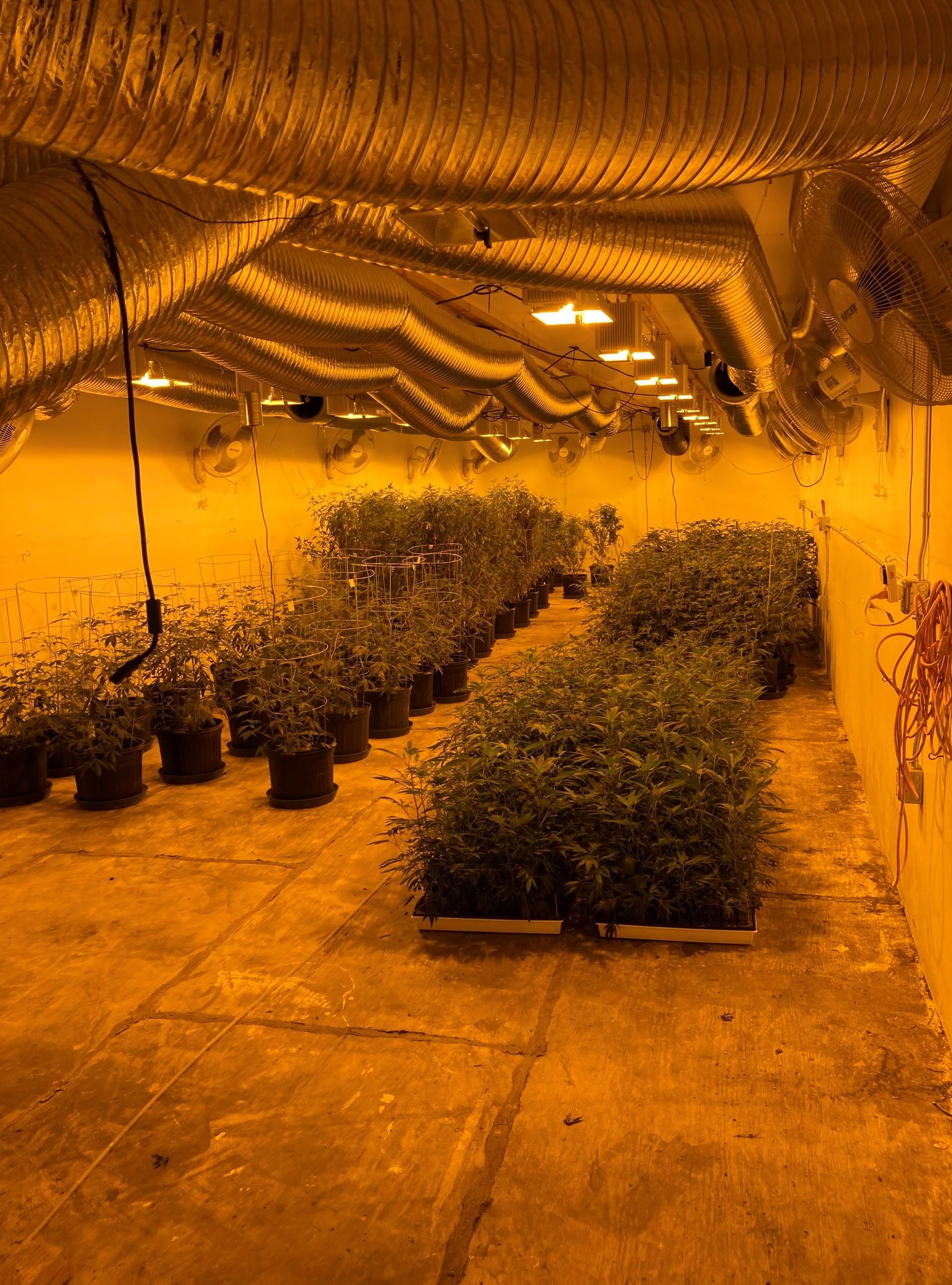 Illegal indoor cannabis cultivation