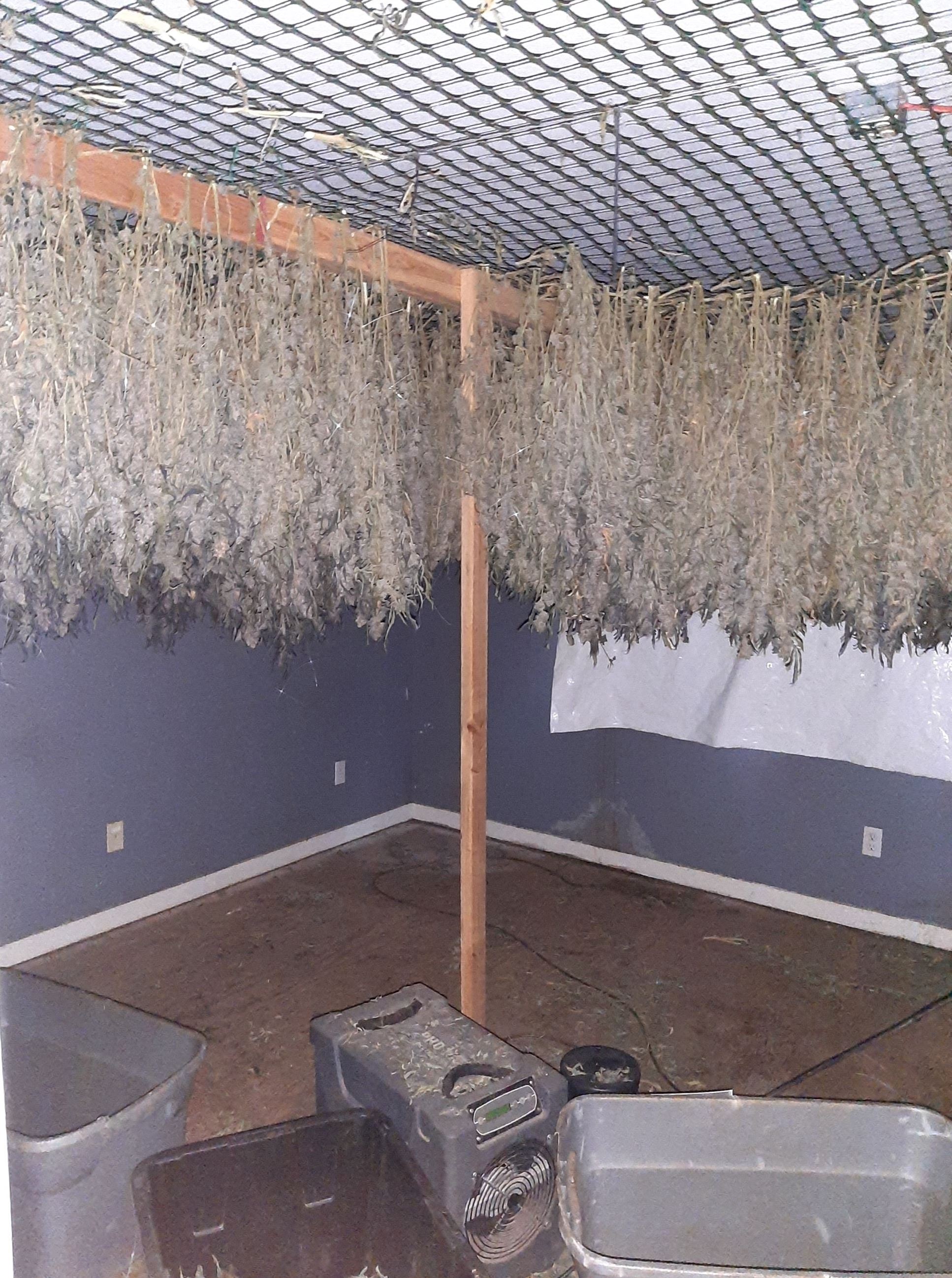 Cannabis drying