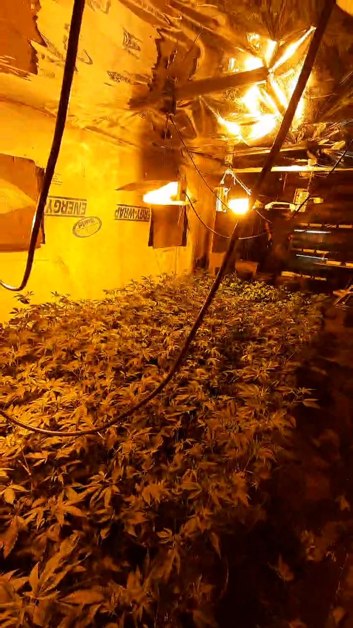 Indoor cannabis cultivation Redway