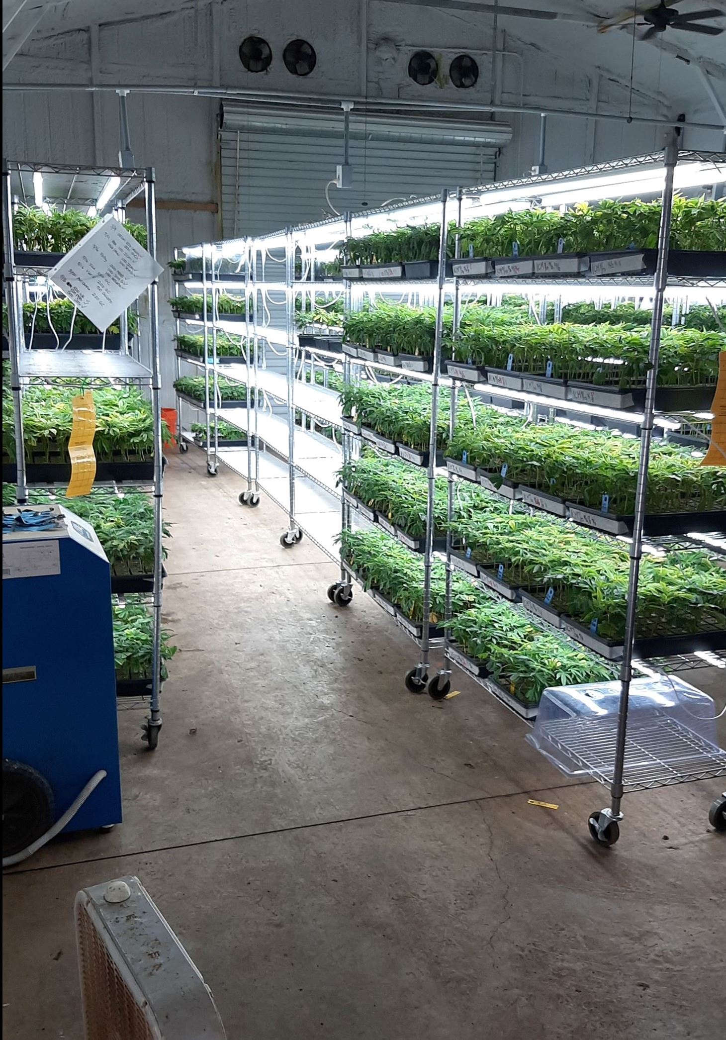 Growing cannabis plants