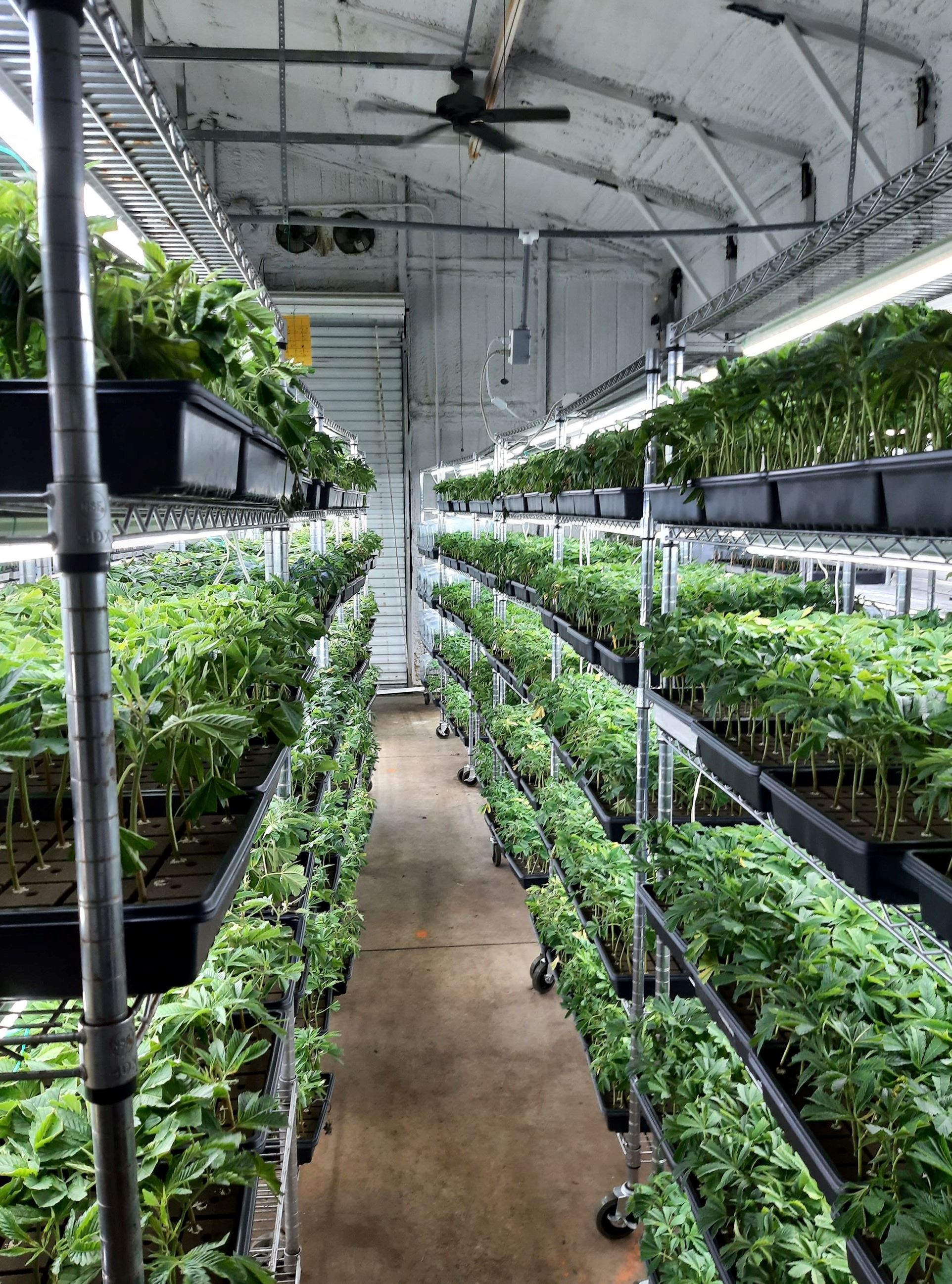 Growing cannabis plants