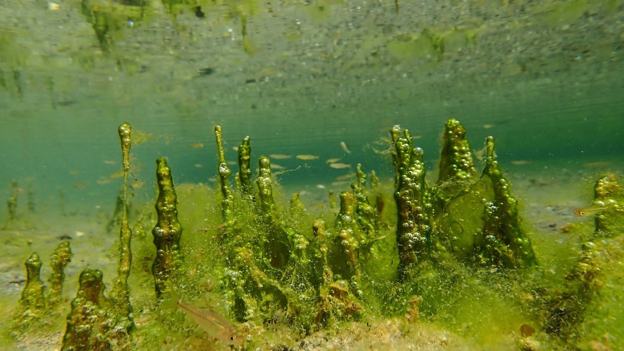 potentially toxic bloom of cyanobacteria