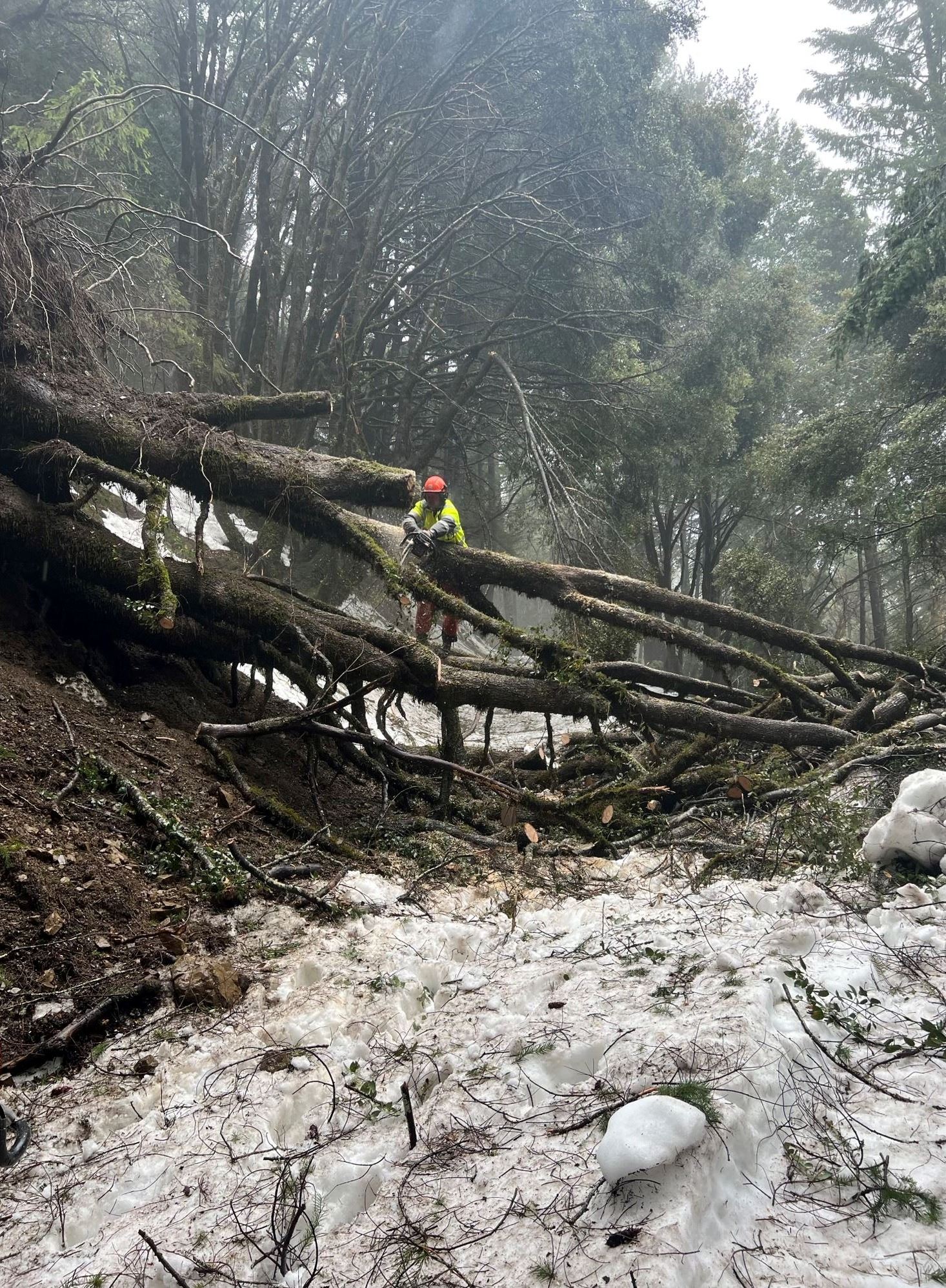 A firefighter clears a downed tree