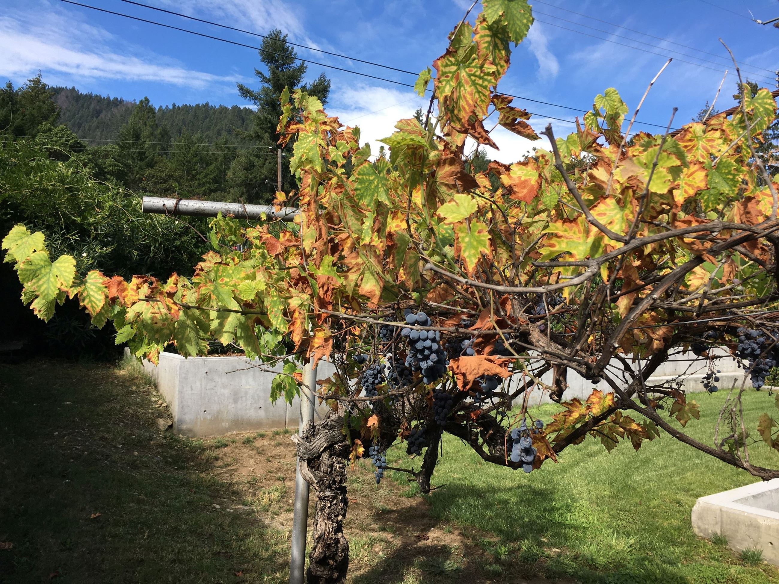 Sampled Grapevines Courtesy of the Department of Agriculture
