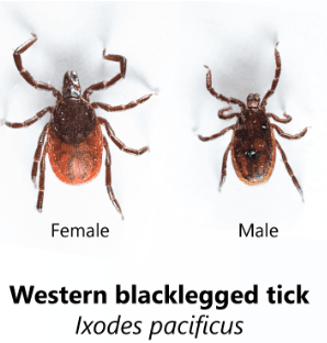 Western blacklegged tick
