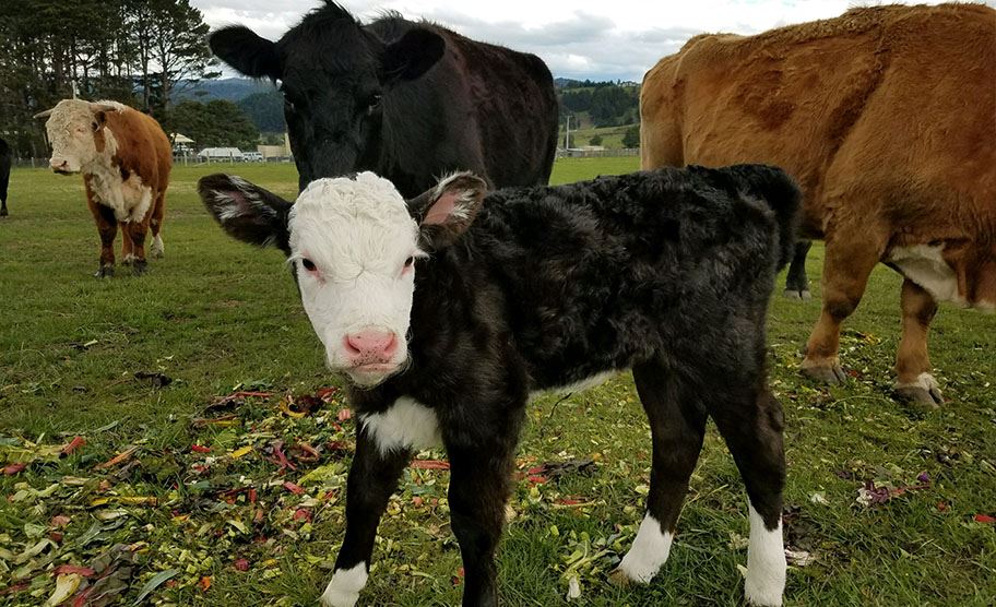 Photo of cows at the Sheriff’s Farm