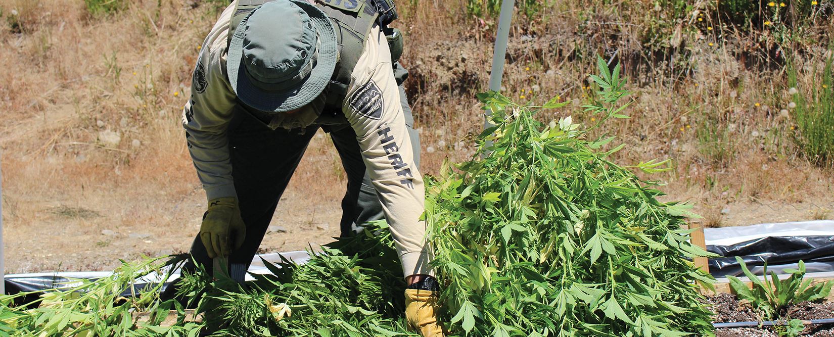 A deputy gathers marijuana for destruction