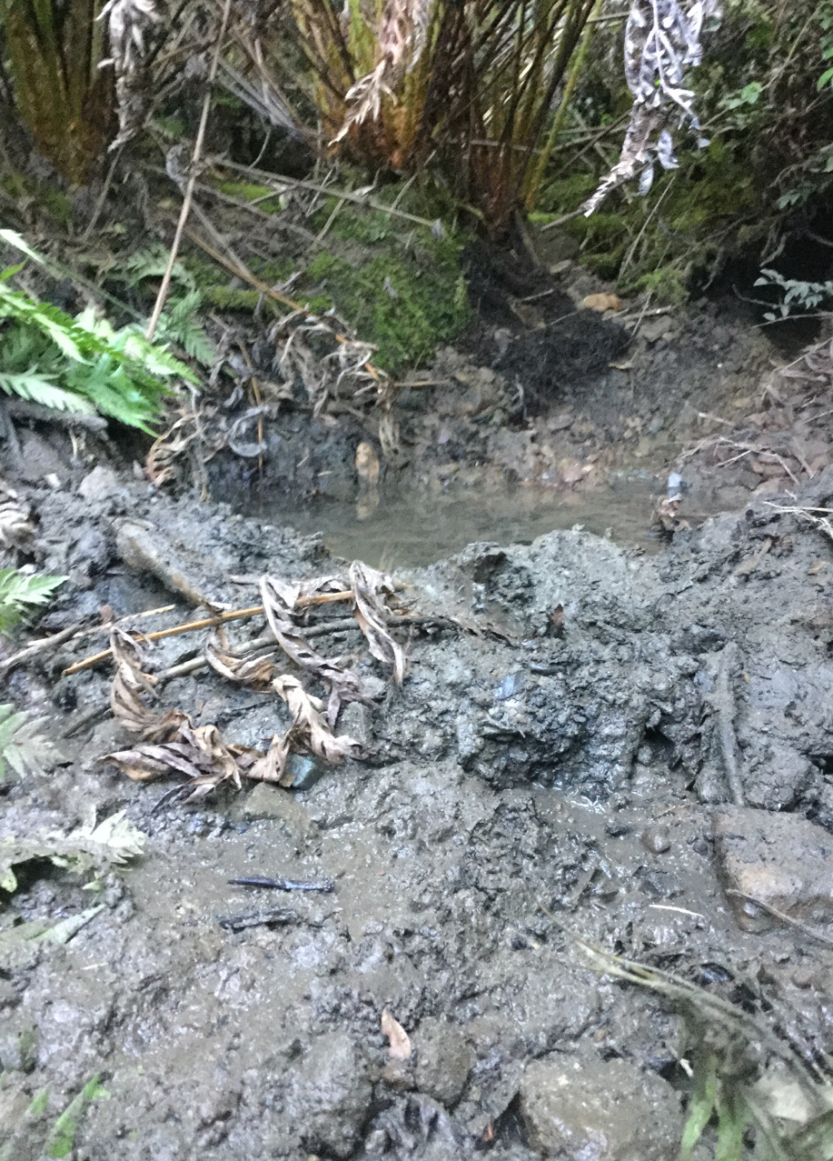 Creek dammed up and 100% of flow being diverted to Illegal cultivation