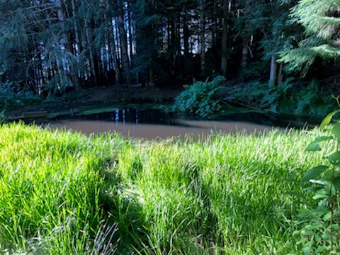 Ponded water from illegal diversion