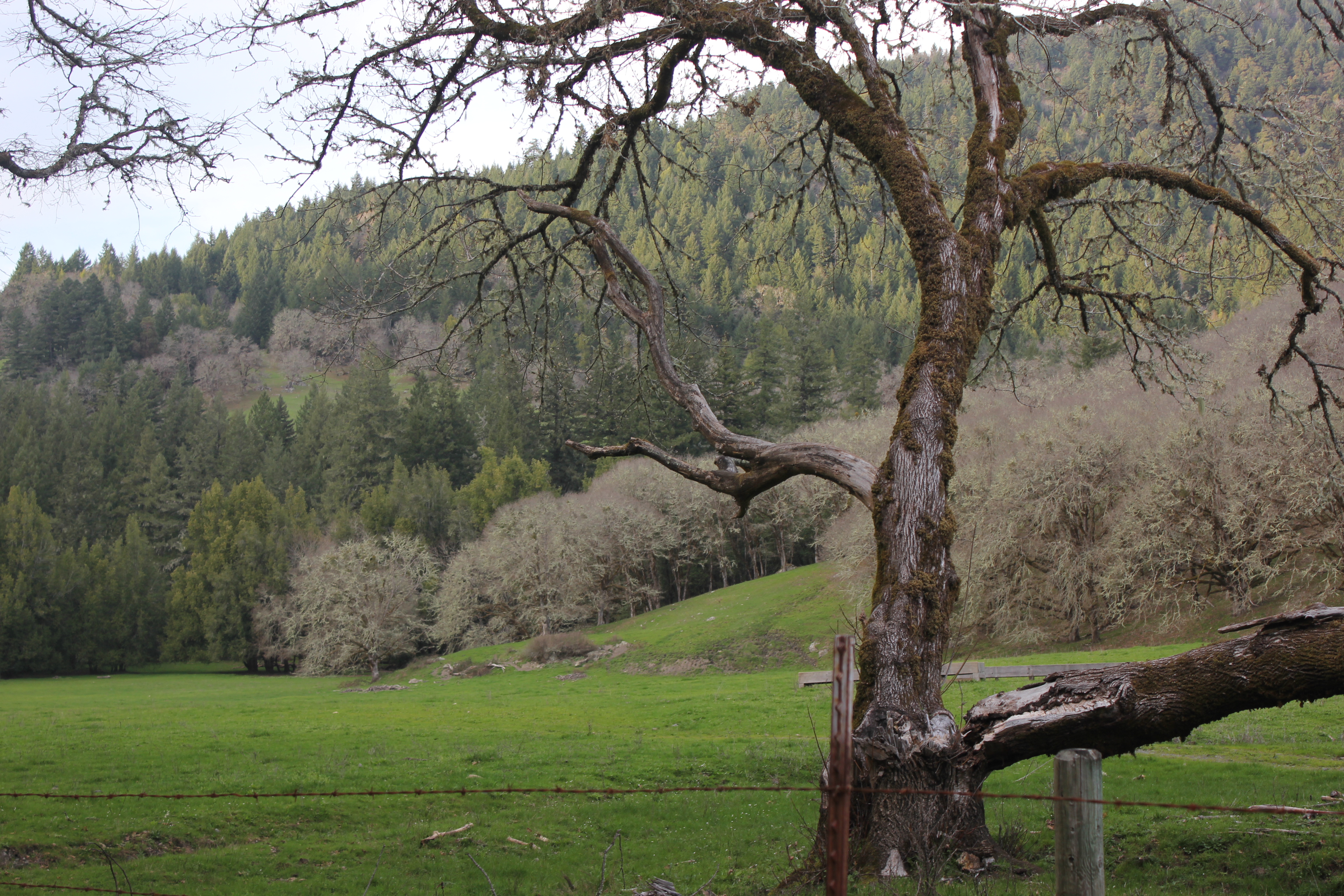 Tree in foreground with green pasture and hillside