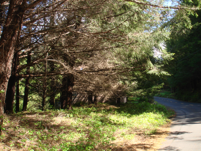 FirewiseShelterCoveBefore2