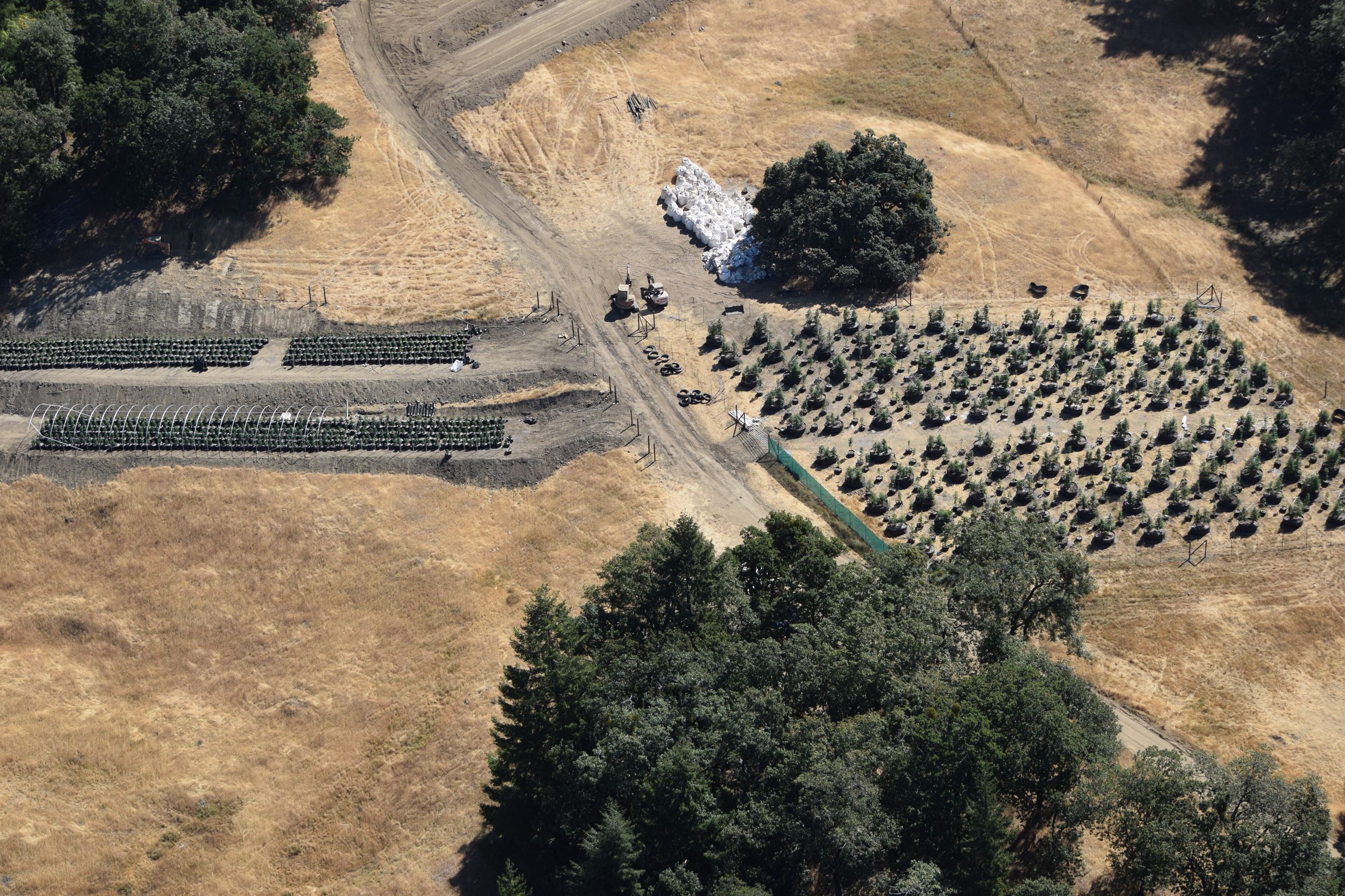 Marijuana Investigation