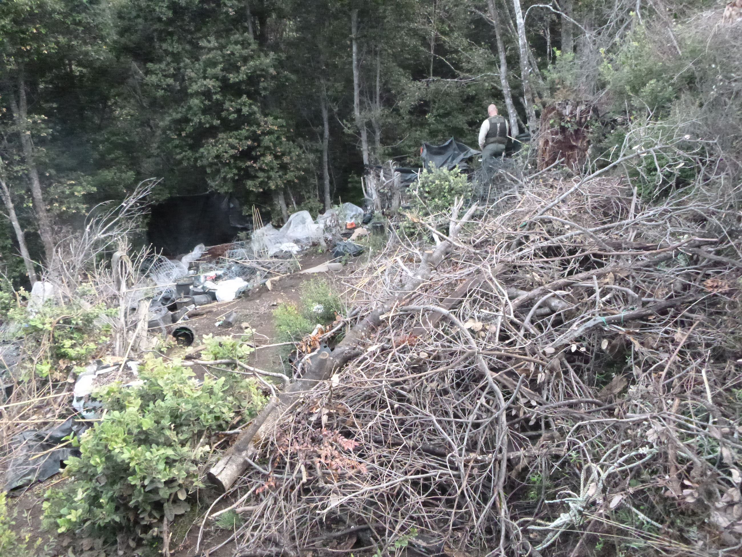 Marijuana Eradication - Case 201605245