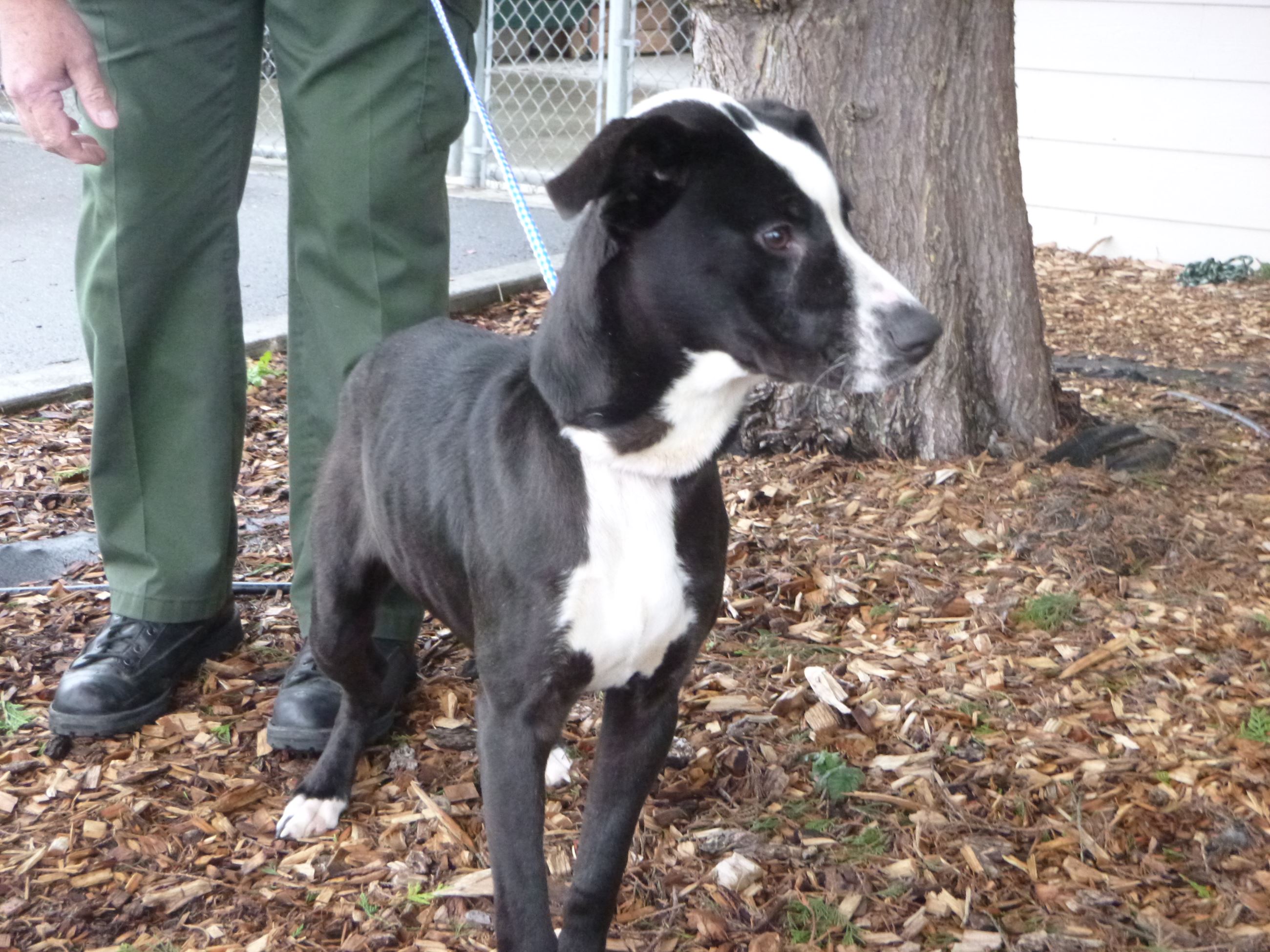 Animal Cruelty Case 201605430