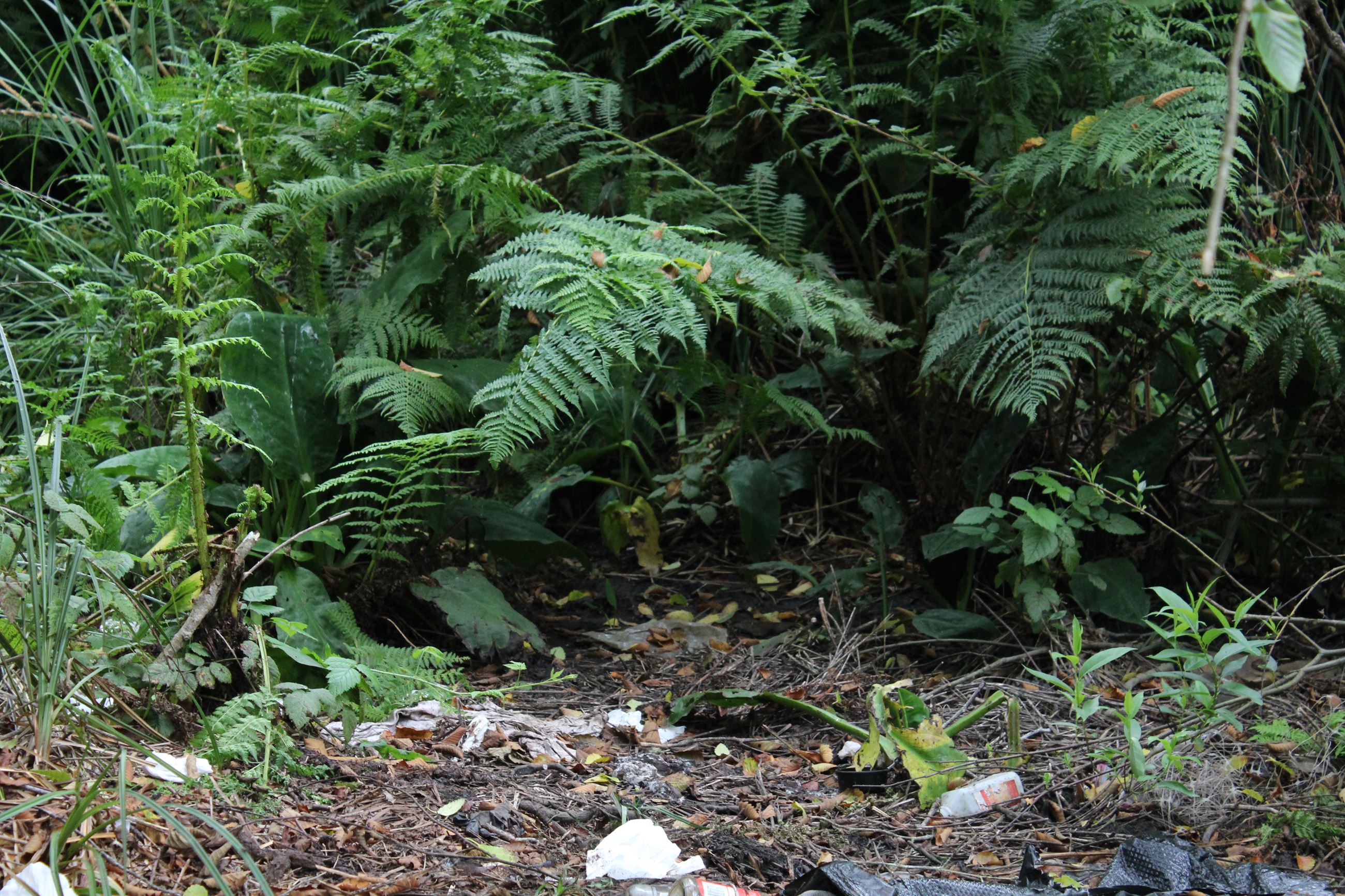 Central Avenue Camp #2