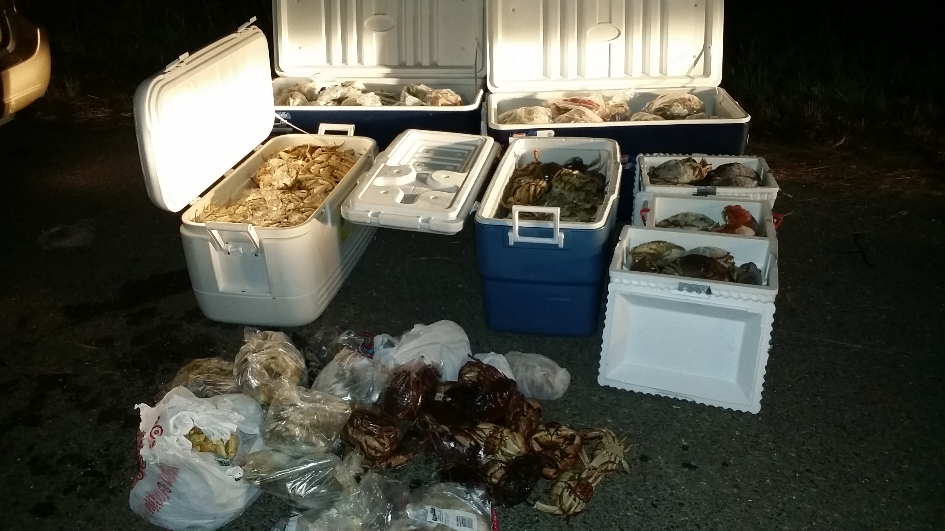 Coolers full of Dungeness Crab