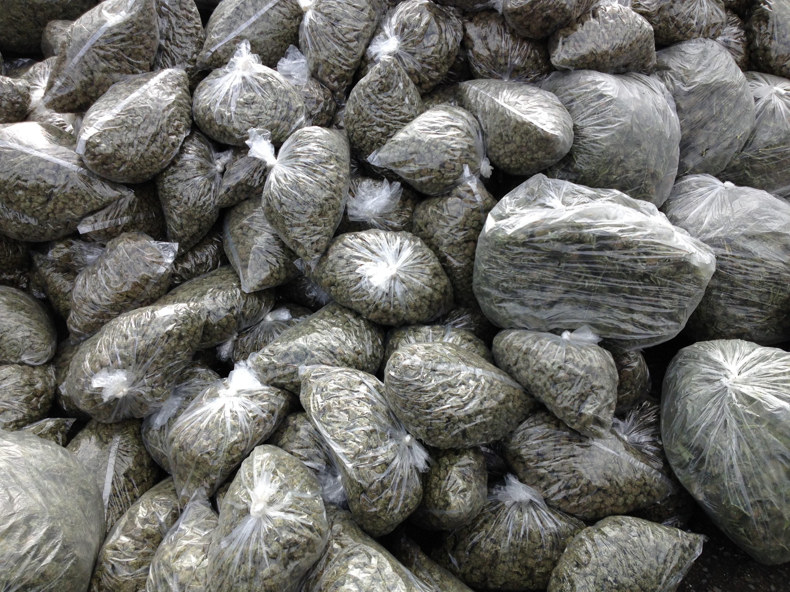 clear plastic bags filled with marijuana buds